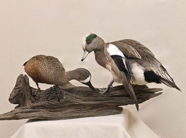 ducks on log